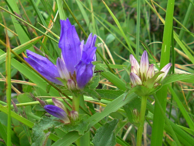 Campanula glomerata / Campanula a mazzetto
